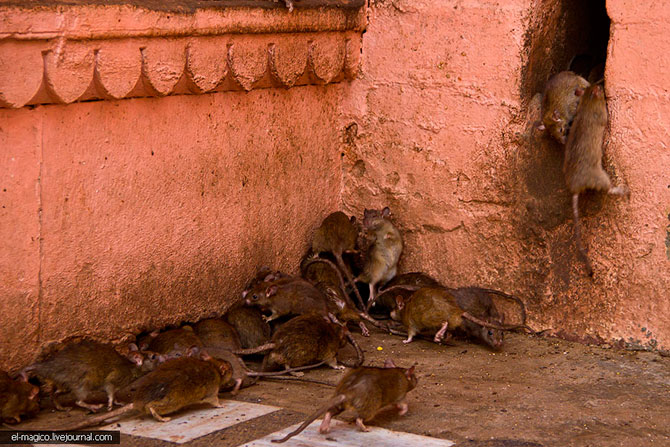 Храм 20 000 живых крыс