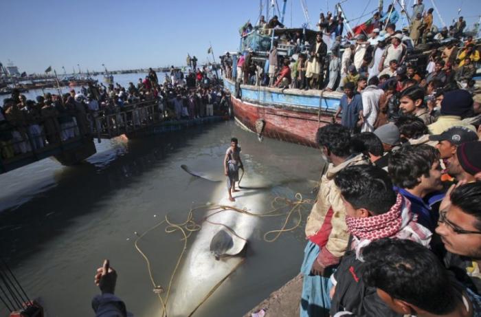 Мертвая китовая акула в Пакистане (8 фото)