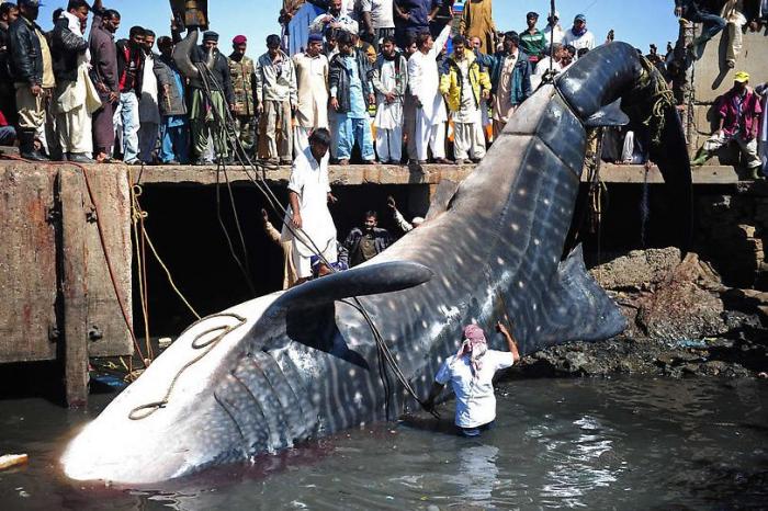 Мертвая китовая акула в Пакистане (8 фото)