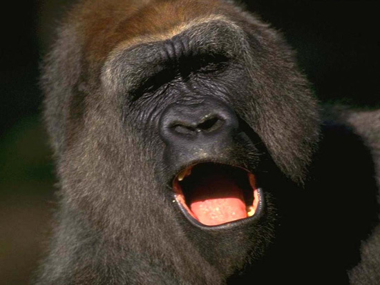 Размер пениса самца гориллы — 3 см в эрегированном состоянии