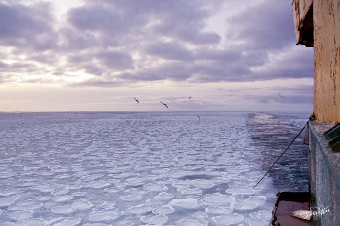 Замерший океан у берегов Исландии
