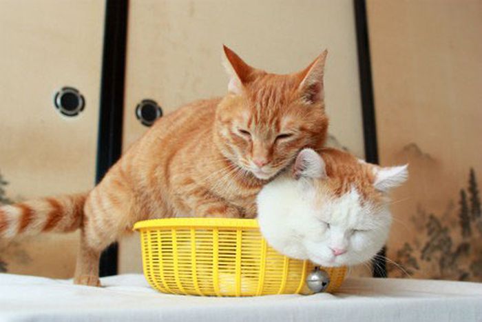 Два кота в одной корзинке (4 фото)