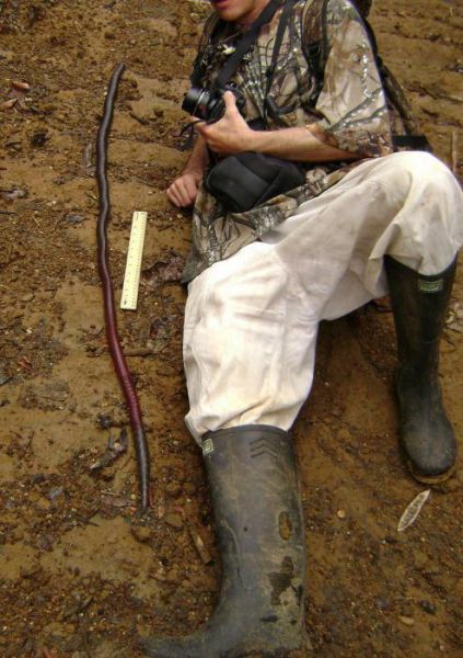 Гигантские австралийские червяки (7 фото)