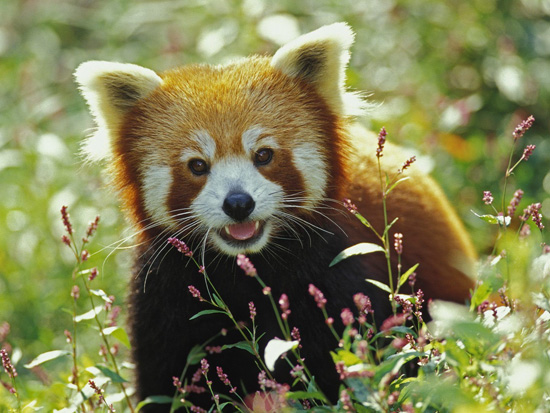Животное в логотипе Firefox на самом деле не лиса, а панда (2 фото + текст)