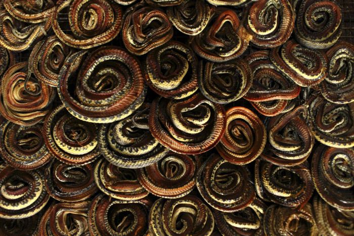Производство сумок из змеиной кожи