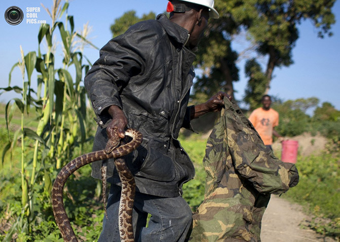 Сейнтилус Ресилус, гаитянский укротитель змей