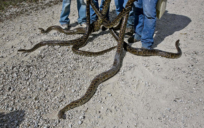Охота на змей в Эверглейдс