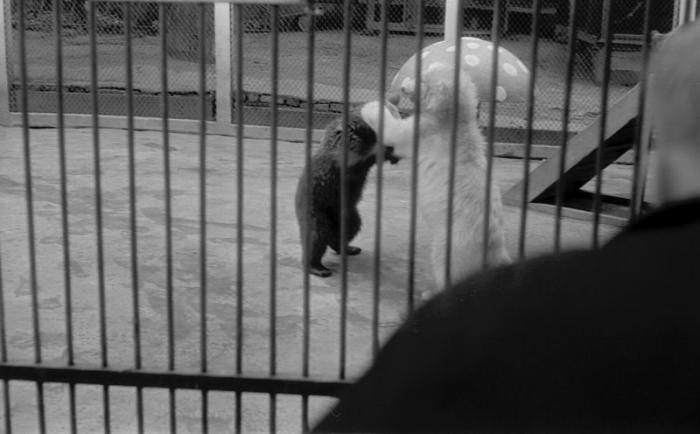 Старые фото Московского зоопарка