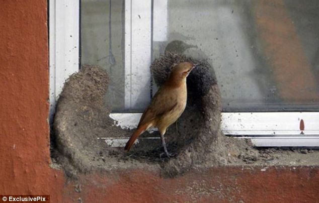 Как птица вьет гнездо