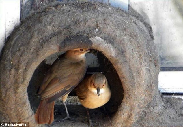 Как птица вьет гнездо