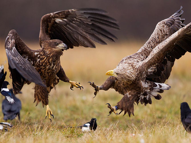 National Geographic: лучшие фотографии февраля