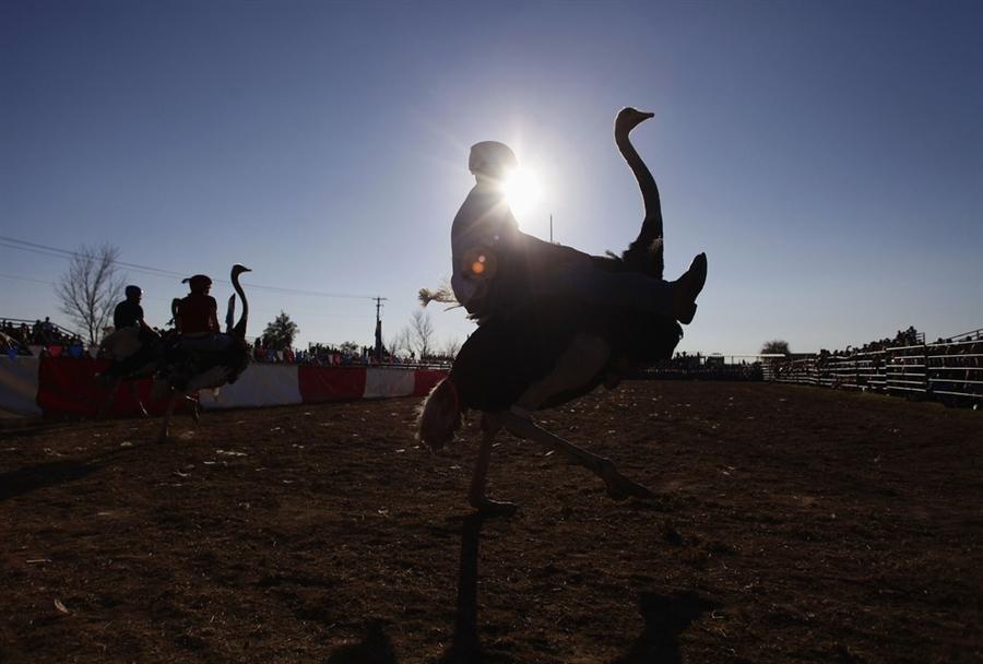 Гонки на страусах на фестивале в Аризоне (7 фото)