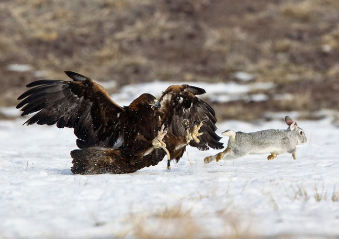 Охота с соколом в Казахстане