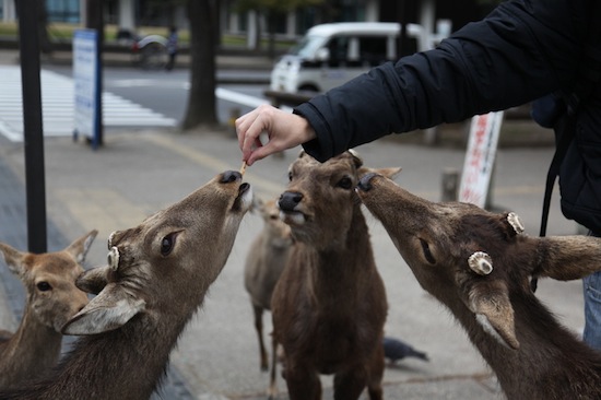 В японском городе Нара дикие олени кланяются, когда люди дают им угощение
