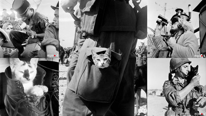Кошки на войне