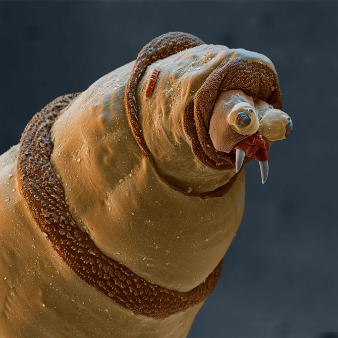 15 удивительных созданий, которых не разглядеть без микроскопа