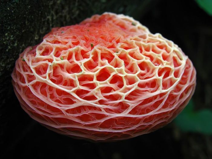 Цветные грибы