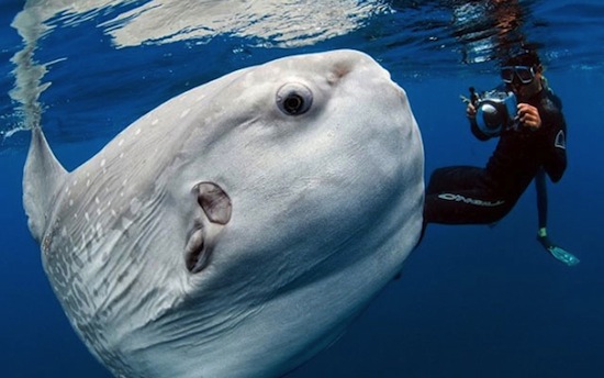 10 самых странных морских существ
