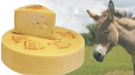 7 самых странных видов сыра (7 фото)