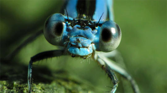 Милые насекомые (10 фото)