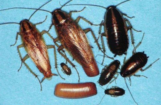 Десять самых насекомых