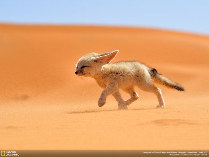 Красивые фотографии от National Geographic 