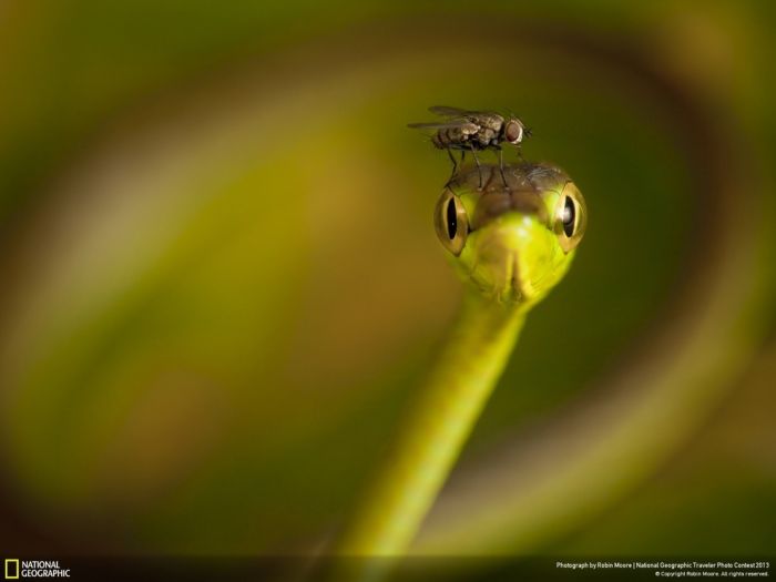 Красивые фотографии от National Geographic 