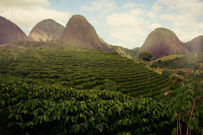 Плантации кофе в Бразилии