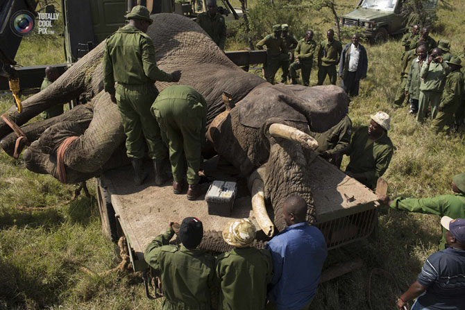 Служба охраны дикой природы Кении переселяет слонов