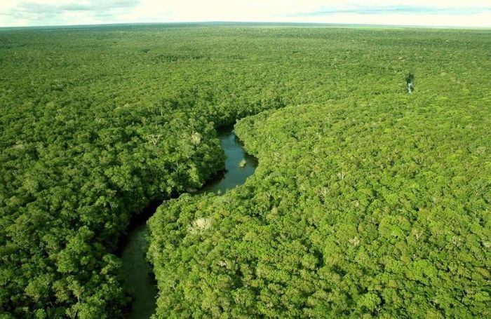Леса Амазонки
