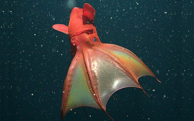 10 самых странных морских моллюсков