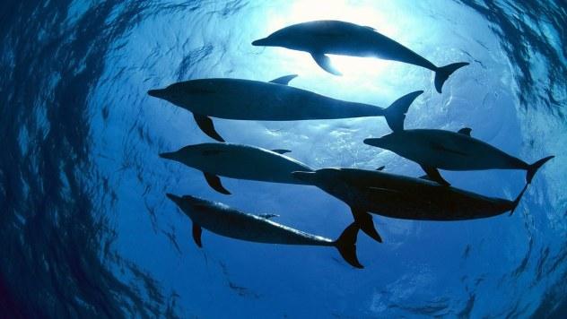 10 удивительных фактов про дельфинов