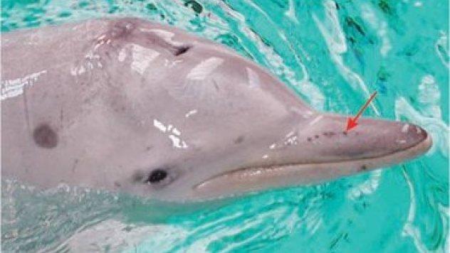 10 удивительных фактов про дельфинов