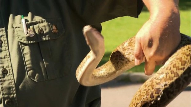 850 Snakes Found in NY garage