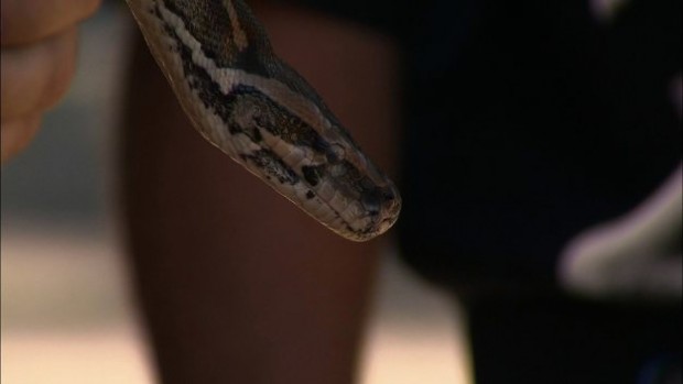 850 Snakes Found in NY garage