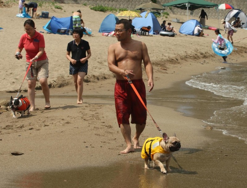 Досуг собак на пляже в Японии (9 фото)