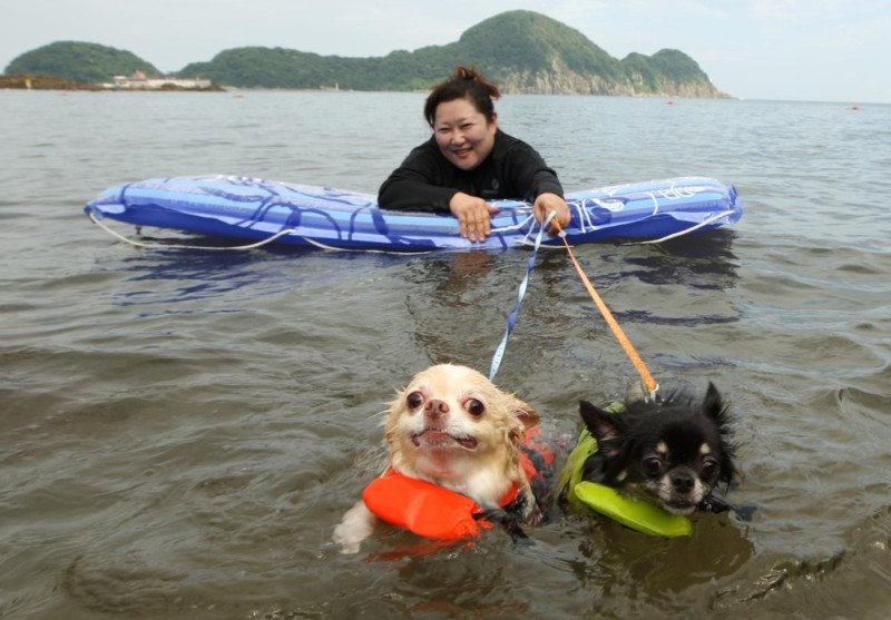 Досуг собак на пляже в Японии (9 фото)