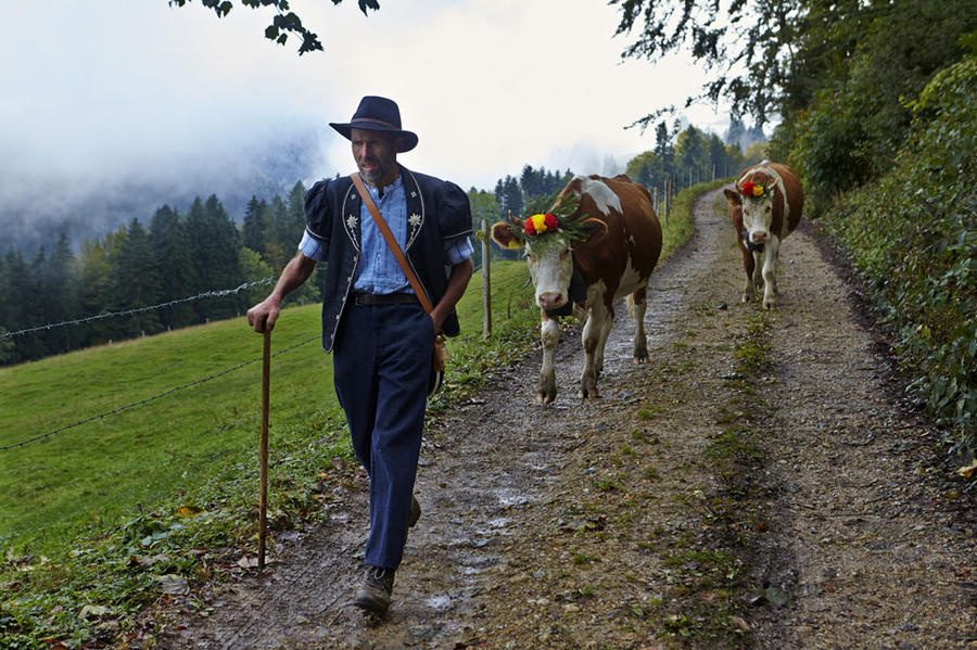 Швейцарский сыр Грюйер (23 фото)