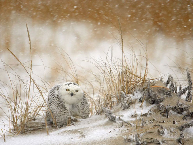 Лучшие фотографии февраля 2012 от National Geographic