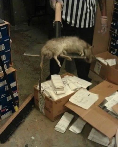Гигантские крысы атакуют Нью-Йорк (5 фото)