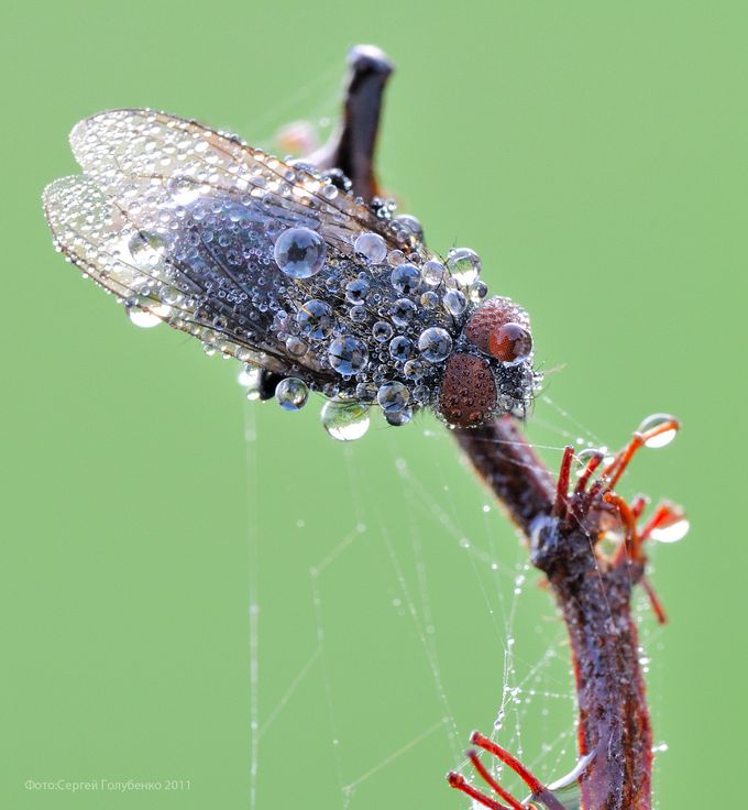 Макроснимки насекомых (12 фото)