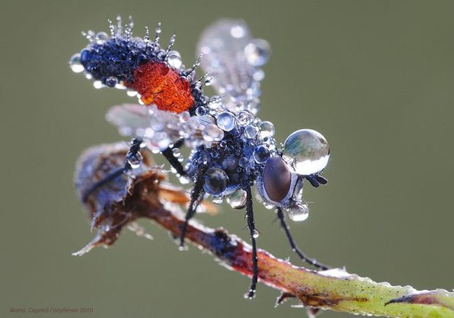 Макроснимки насекомых (12 фото)