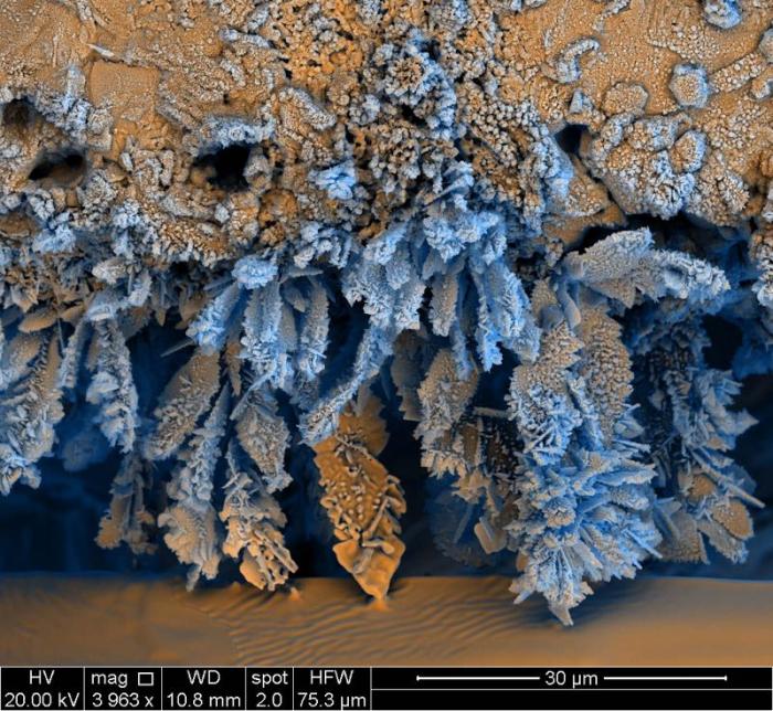 Фотографии через глаз электронного микроскопа (15 фото)