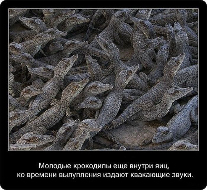 Факты о крокодилах (20 фото)