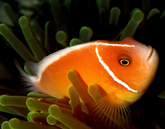 Самки рыбы-клоуна могут превращаться в самцов