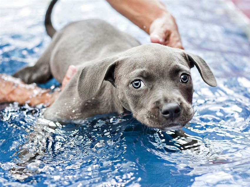 Как любовь и плавание спасли щенка Харпера (13 фото)