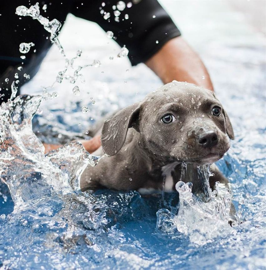 Как любовь и плавание спасли щенка Харпера (13 фото)