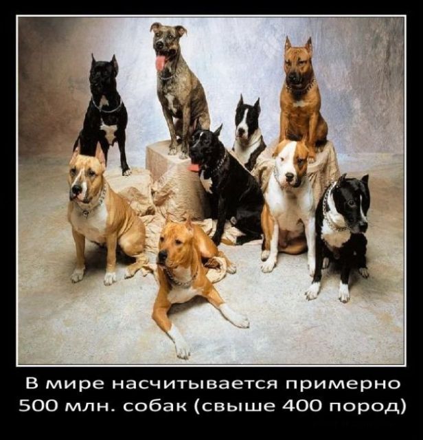 Факты о собаках (48 фото)