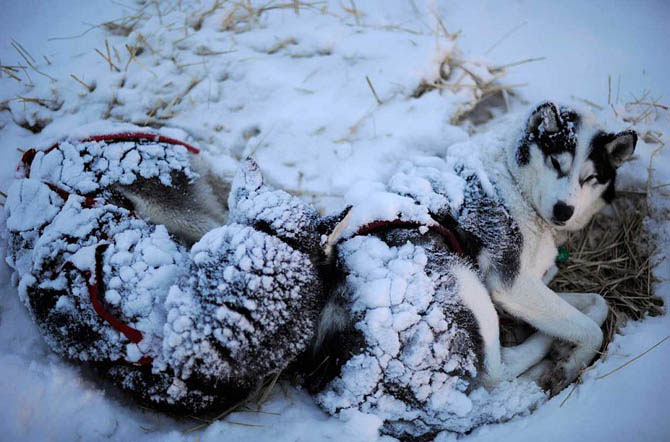 Гонка на собачьих упряжках Айдитарод 2012 (24 фото)