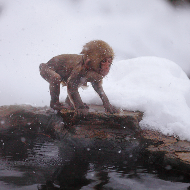 Снежные обезьяны Японии 2012 (21 фото)